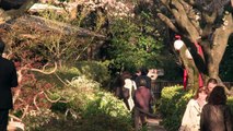 Japón se sumerge en cerezos en flor