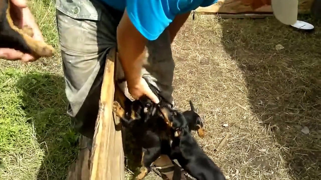 Funny Puppies Captured Man - Awesome !