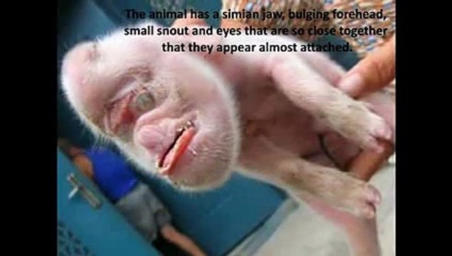 IS IT ALIEN, MONKEY OR HUMAN- Weird, scary and strange creatures caught on camera.