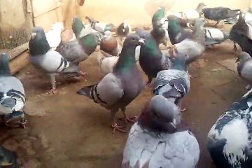Racing Pigeons in Peshawar (Qazi Naveed 0321 9186878)