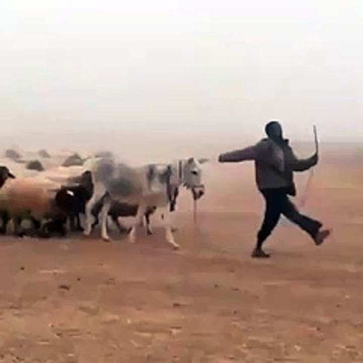 Animalparade In The Ground Video - Video Dailymotion