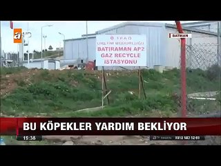 Zift içinde kalan bu köpekler yardım bekliyor