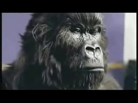 Phil Collins Gorilla Drummer Cadbury Ad (Dairy Milk)