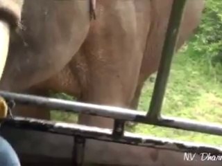 Elephant Attacked Tourist Ladies