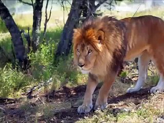 Natural Wild Life LIONS SONG