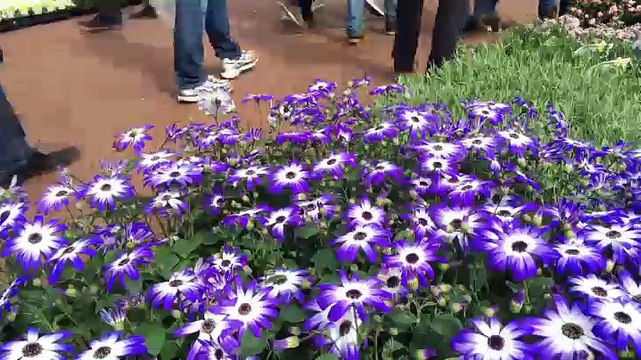 Grote Markt stroomt vol voor Bloemetjesmarkt - RTV Noord