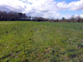 Courses dans un champs