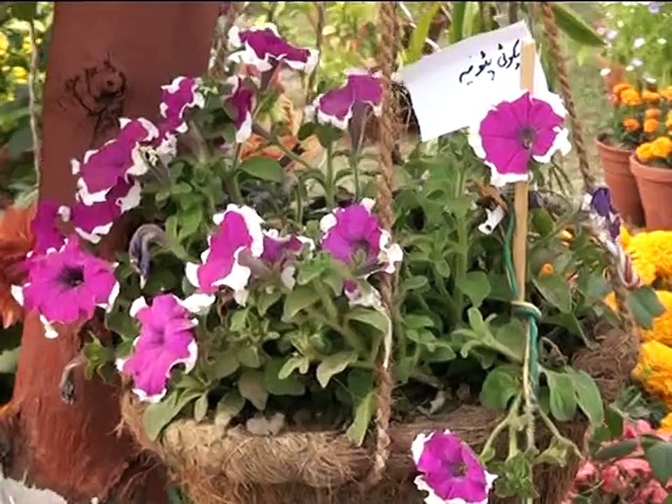 beauti of spring coms to bahawalpur