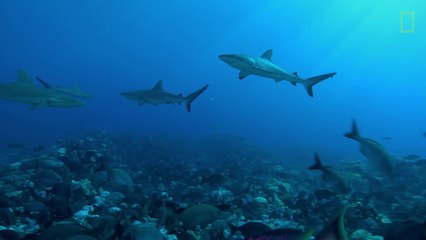 Edge of the World  Stunning Pitcairn Islands