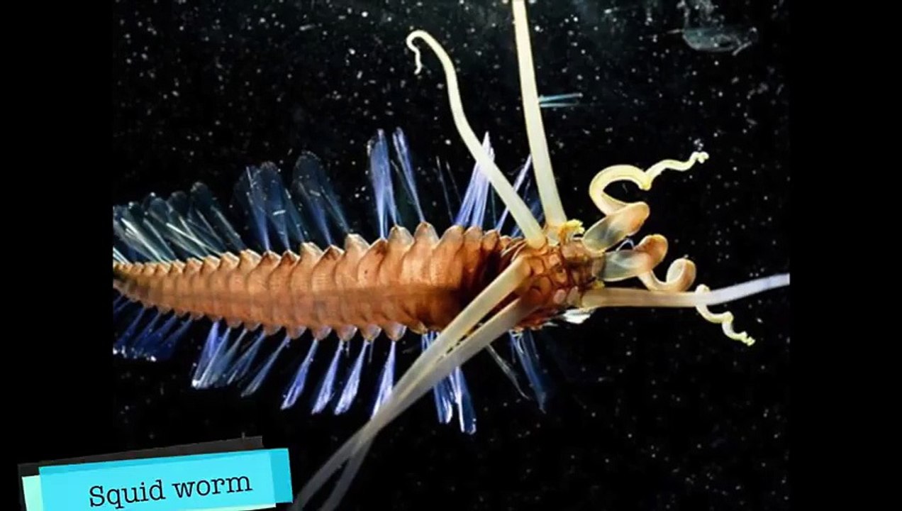 10 Of The World’s Rarest Animals