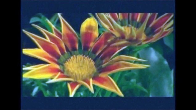 Если бы ты знал... Виолетта Дядюра (VIA-Летта) & Андрей Ковалев