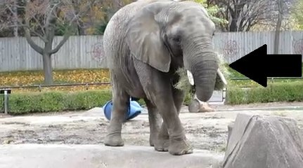 Fazla İri Afrika Savan Fili