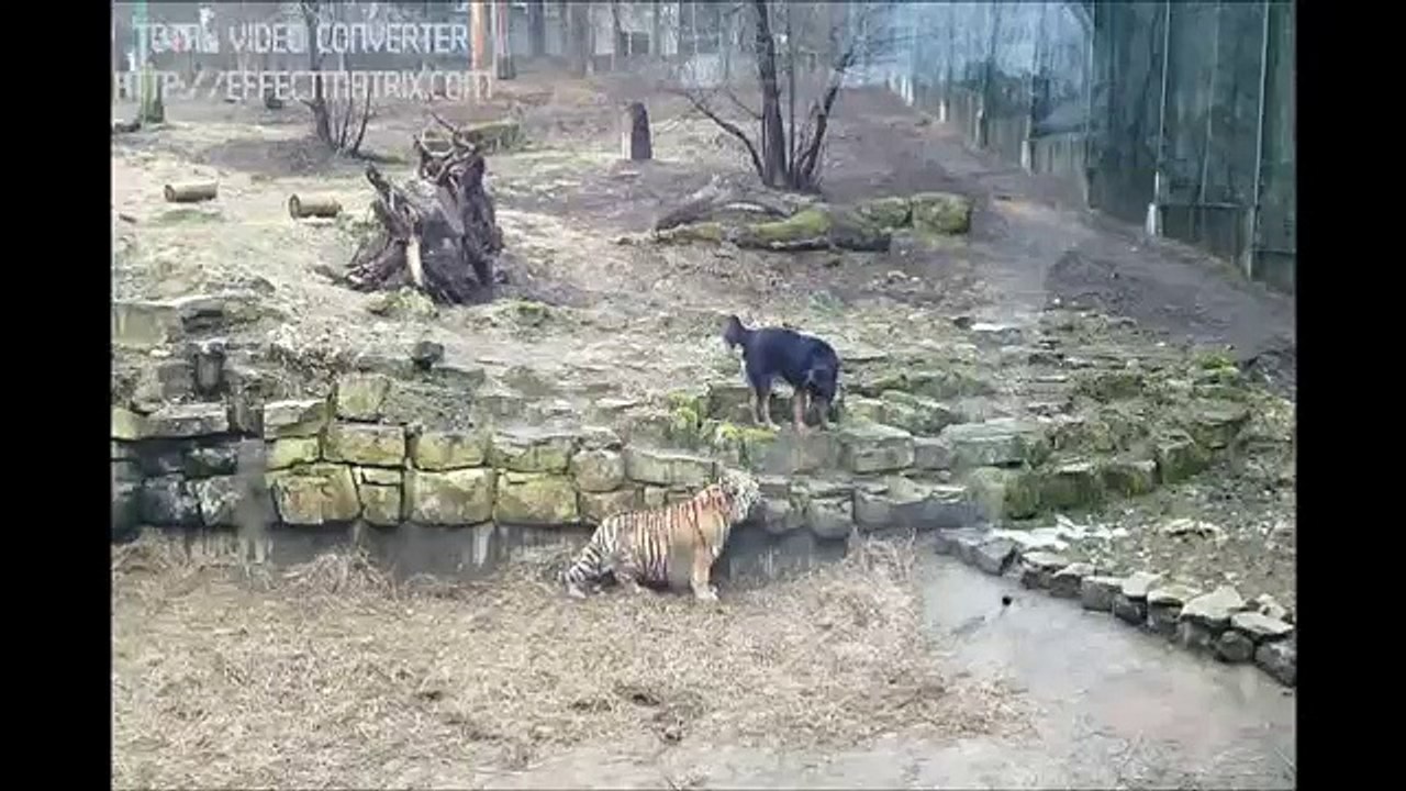 Tiger VS Dog in Riga Zoo