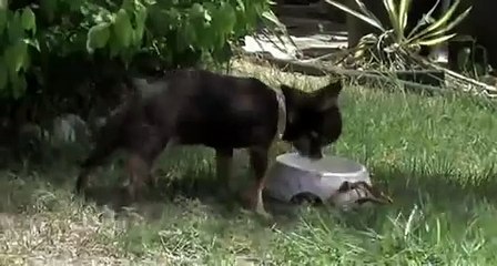 9.6 cm Chihuahua is the world's smallest dog