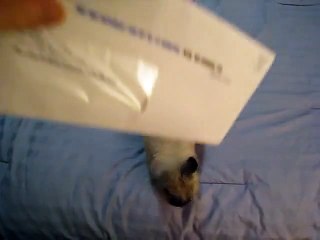 Tavşanı Mektup Açacağı Olarak Kullanmak