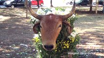 Festas tradicionais de Barão Geraldo atraia centenas de pessoas na sexta-feira Santa