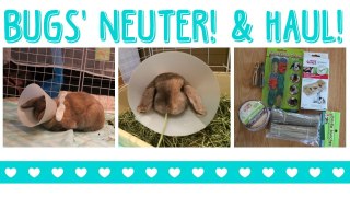 BUGS' NEUTER! & haul!