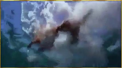 see! dolphin saves the dog