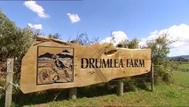Drumlea Farm - Waikato Dairy Farm, New Zealand SOLD