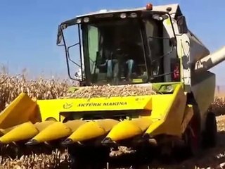 Amasya Dane Mısır Hasat Rekoru