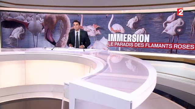 La Camargue : le paradis des flamands roses