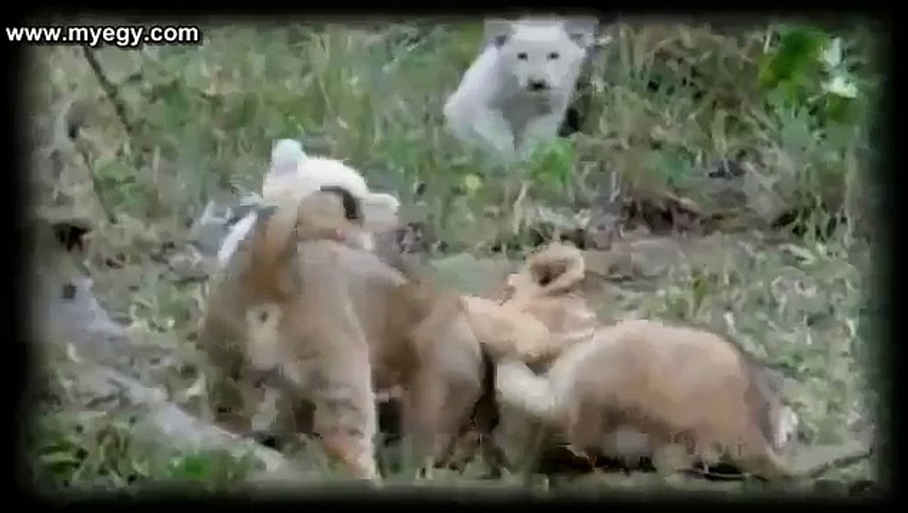 documentary exceptional Lions  rare species in view of disappearance