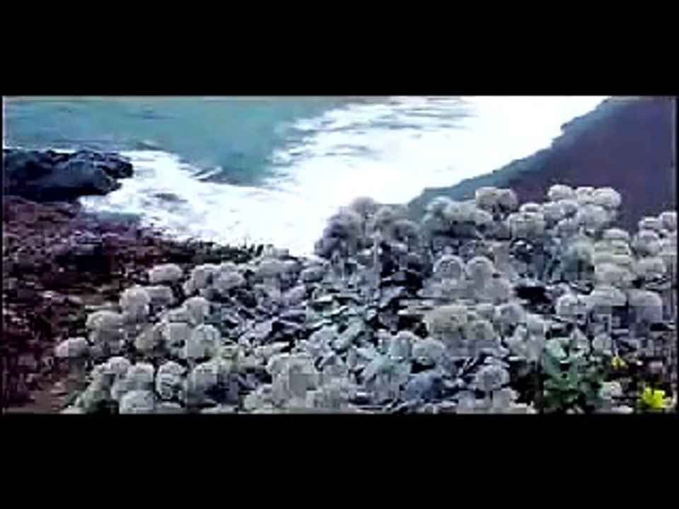 flute melody