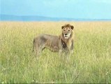 Deadliest Lion Fighting For Food | Lion vs Lion | Lion Fighting Video