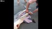 LiveLeak - Beachgoers deliver 3 baby Sharks from dead Mother