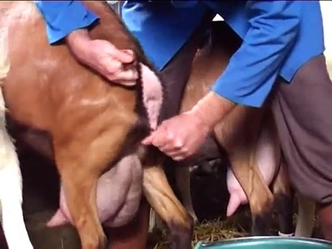 Méthodes de contrôle de la reproduction associées à l'insémination caprine 2/3