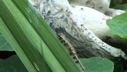 Caterpillar Fast Forward