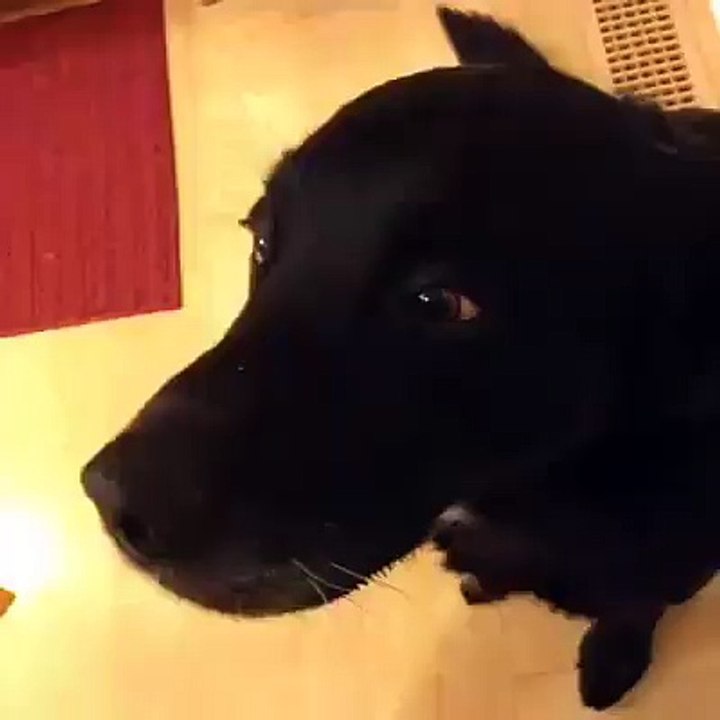 Gentle Dog