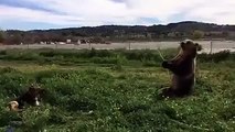 Just a Brown Bear spraying a Dog with a Hose