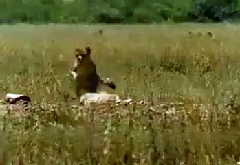 Скачать видео: الزوج والزوجة يشاهدان ناشيونال جيوغرافيك الزوجة  إذا قتل هذا الفهد الغزال سوف أصاب بالاكتئاب الزوج  إنها الطبيعة يا عزيزتي لا تعارضيها الفهد يجب ان يقتل ليعيش الزوجة  أفعل شيئاً الزوج  وماذا في يدي لكي أن افعل ؟؟؟؟