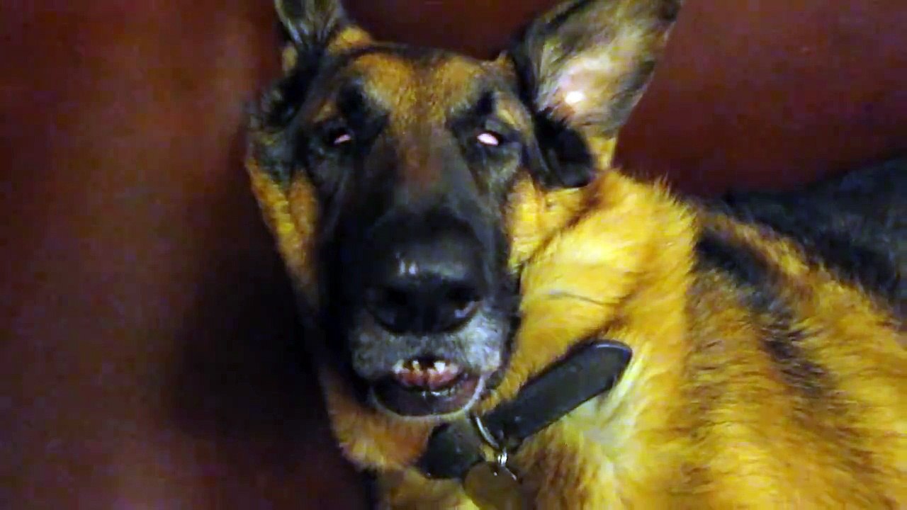 Sleeping Dog - October 2014