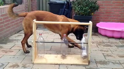 Le propriètaire de ce chien a Trouvé une Superbe Façon pour L'occuper