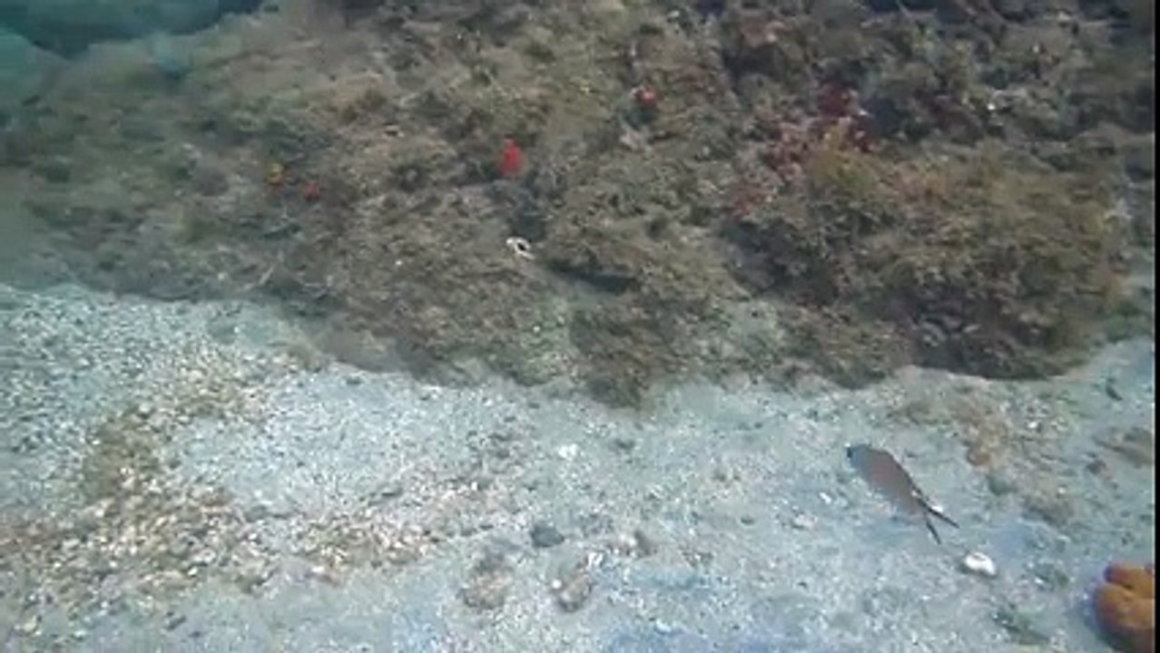 Strange Animals - Octopus Changes Colors to Hide (2015)