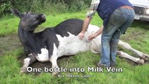 Cow goes down with milk fever