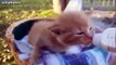 Kittens And Puppies Playing With Babies Compilation 2014 [NEW]