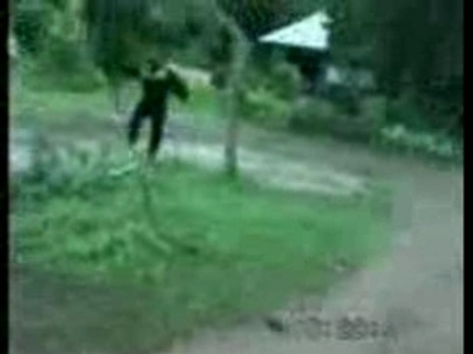 Leplubo - Monkey VS Dog