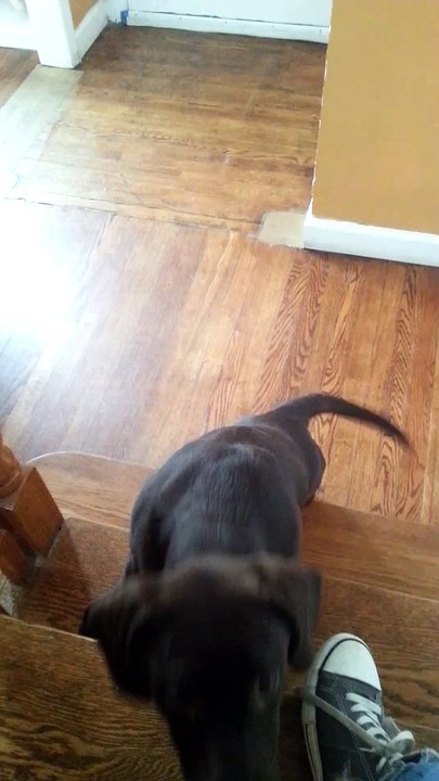 Toby biting dog