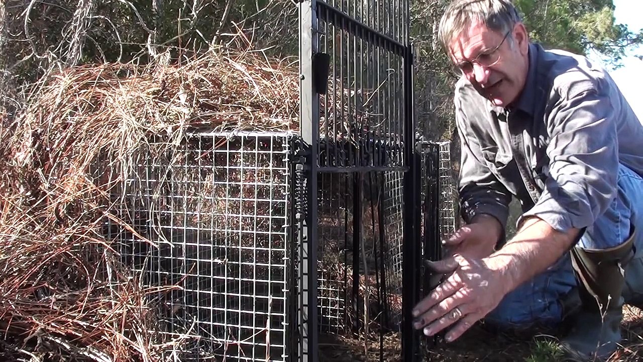 COYOTE TRAPPROBABLY THE MOST EFFECTIVE CAGE TRAPS! Patented video