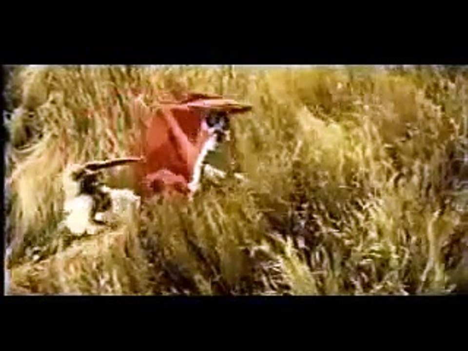 باسمة حلم الطيور