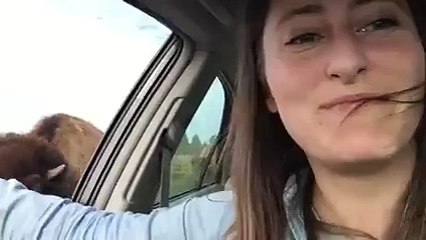 Give Your Hand  Arm  Losing Their Buffalo Woman