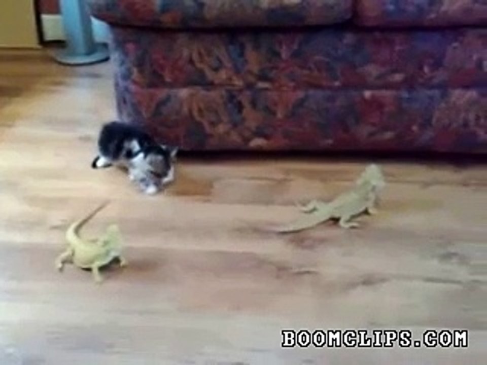 adorable kitten freaked out by lizard