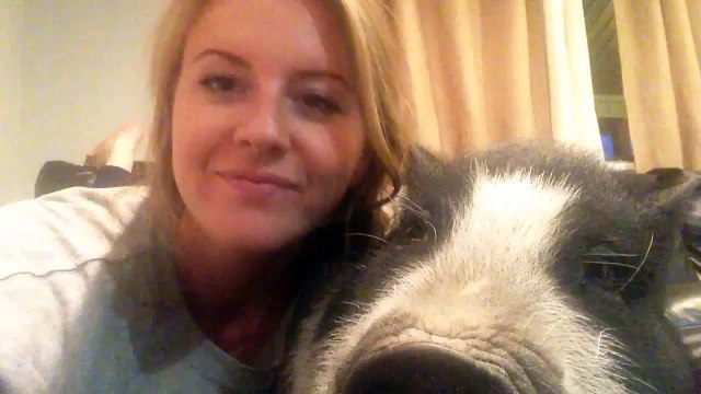 Ce cochon déteste les câlins...