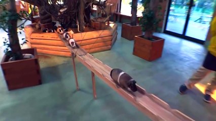 Guinea Pig Bridge at the Nagasaki Bio Park - Hilarious song