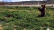 Bear VS dog : Water torture! Brown bear teases dog with hosepipe