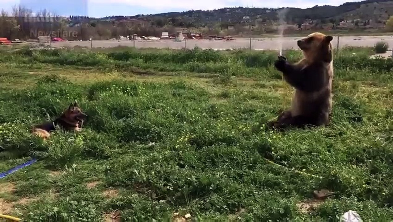 Bear VS dog : Water torture! Brown bear teases dog with hosepipe