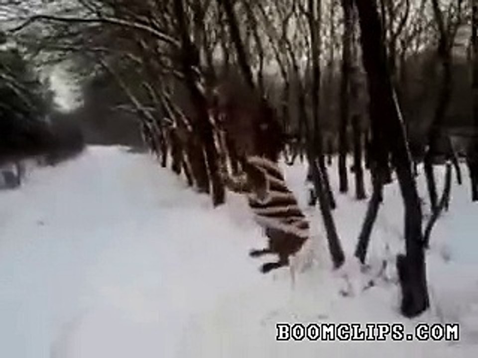 pitbull really wants that stick